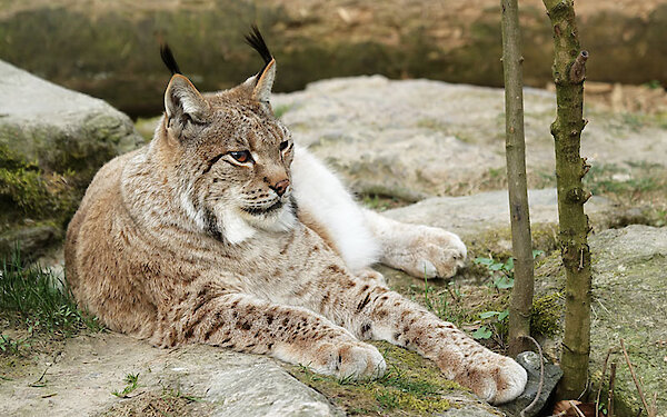 Luchs im Nationalpark Bayerischer Wald